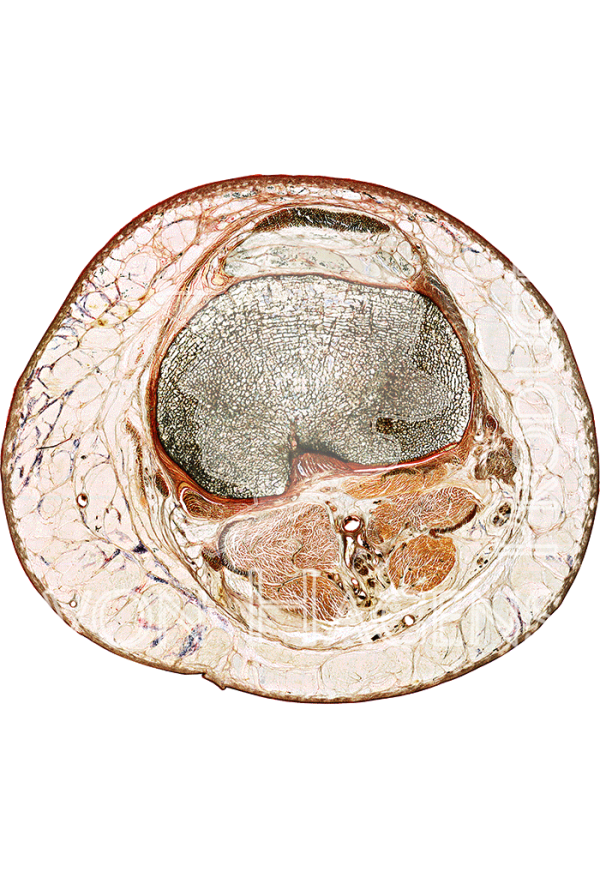 Knee Joint Slice