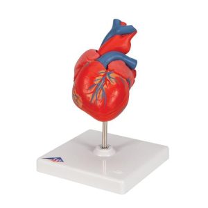 Human Heart Models