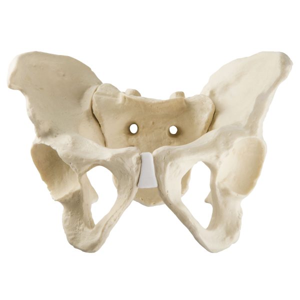 ORTHObones Standard Full Pelvis w.Sacrum