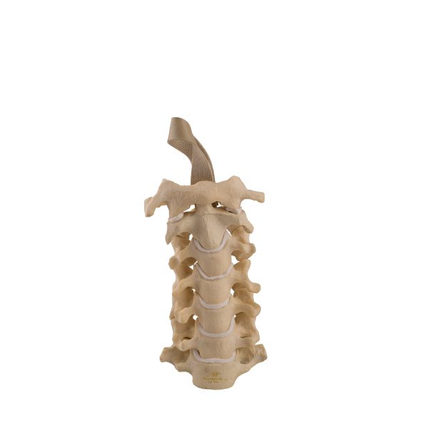 ORTHObones Standard Cervical Vertebrae