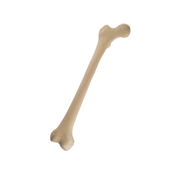 ORTHObones Standard Juvenile Femur, right