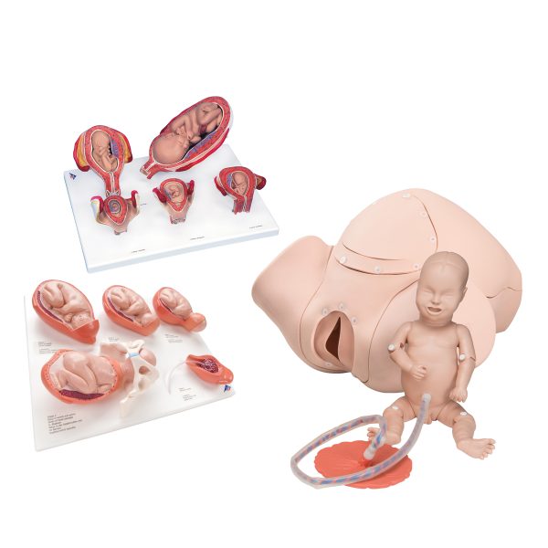 Intro to Obstetrics Lab Basic Set