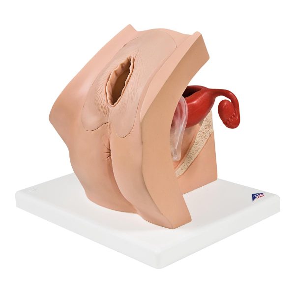 Model for Gynaecological Patient Education - 3B Smart Anatomy