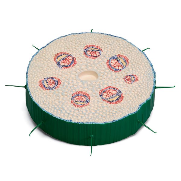 Stem Cross Section of Creeping Buttercup (Ranunculus repens), Model