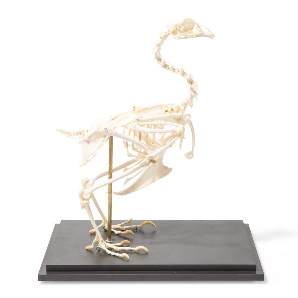 Chicken Skeleton (Gallus gallus domesticus), Specimen