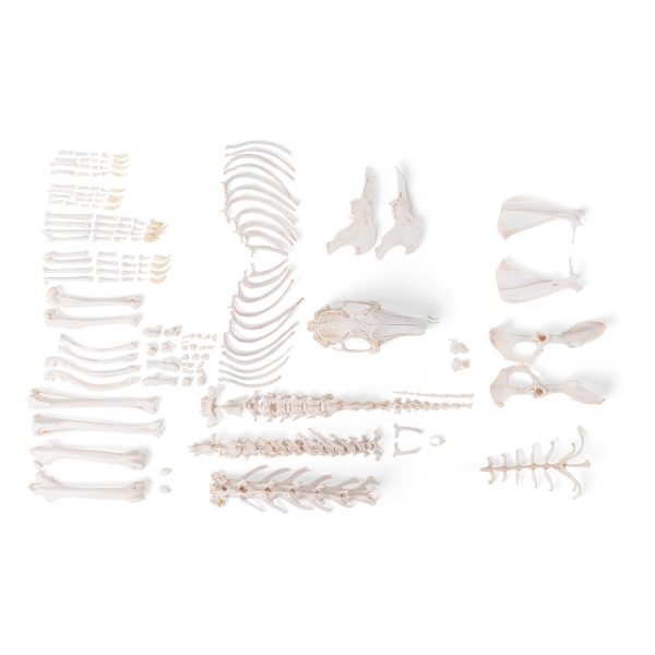 Rabbit skeleton (Oryctolagus cuniculus var. Domestica), disarticulated