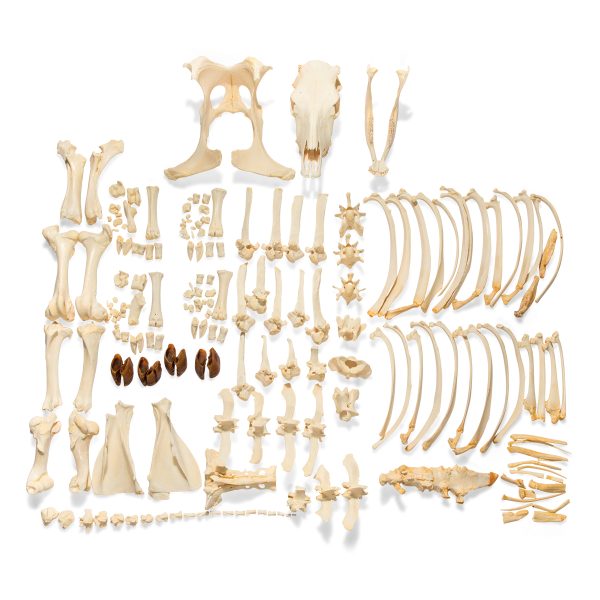 Bovine Cow skeleton (Bos taurus), without horns, disarticulated