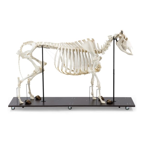 Bovine Cow skeleton (Bos taurus), without horns, articulated