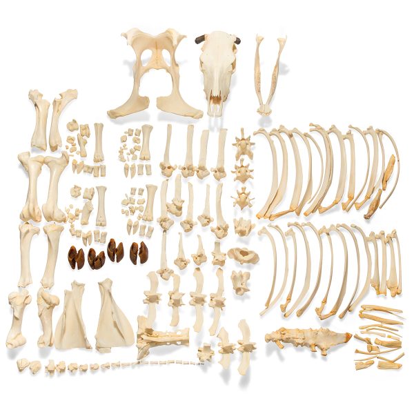 Bovine Cow skeleton (Bos taurus), with horns, disarticulated