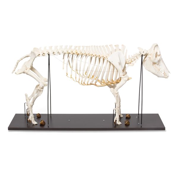 Domestic Pig Skeleton (Sus scrofa domesticus), Female, Specimen