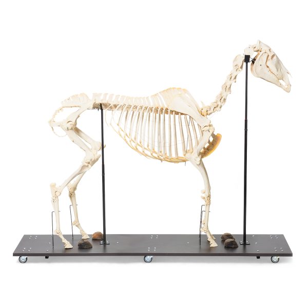 Horse Skeleton (Equus ferus caballus), Female, Specimen