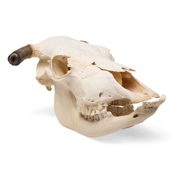 Bovine skull (Bos taurus), with horns, specimen