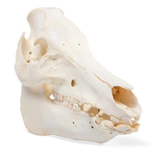 Domestic Pig Skull (Sus scrofa domesticus), Female, Specimen