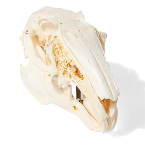 Rabbit Skull (Oryctolagus cuniculus var. domestica), Specimen