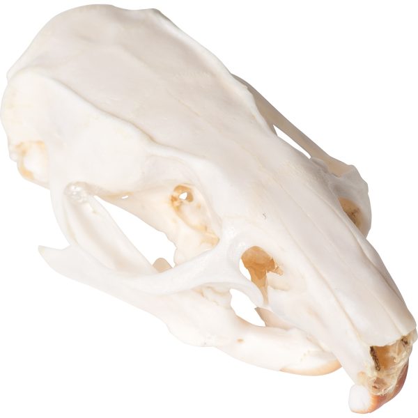 Rat Skull (Rattus rattus), Specimen