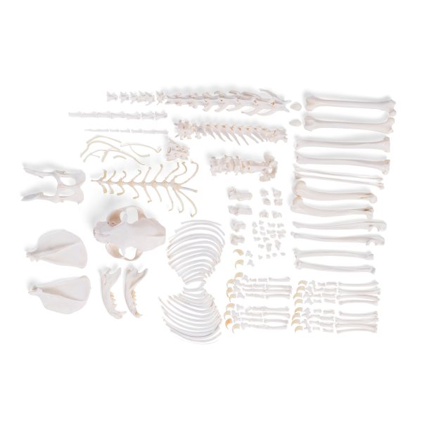 Cat skeleton (Felis catus), disarticulated