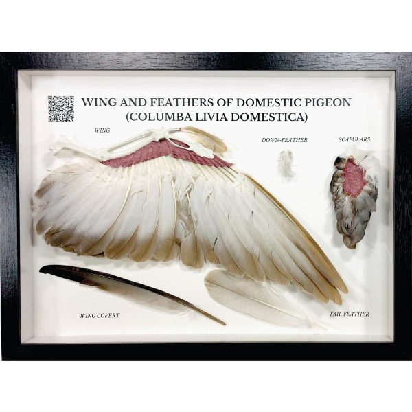 Pigeon Wing and Feathers (Columba livia domestica), Specimen