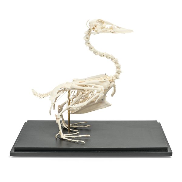 Duck Skeleton (Anas platyrhynchos domestica), Specimen