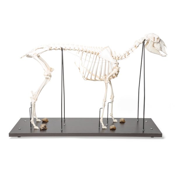 Domestic Sheep Skeleton (Ovis aries), Female, Specimen