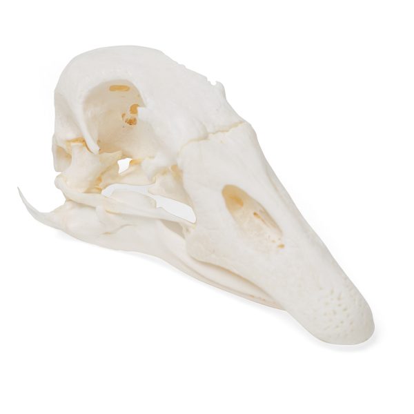 Goose Skull (Anser anser domesticus), Specimen