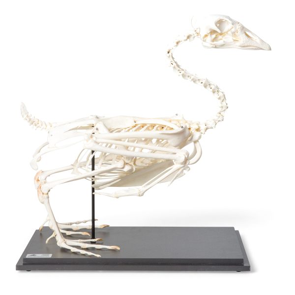 Goose Skeleton (Anser anser domesticus), Specimen