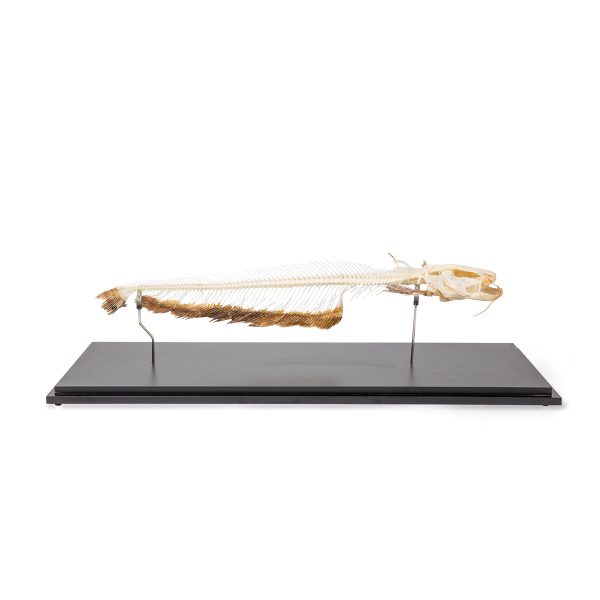 Skeleton of European Catfish (Silurus glanis), Specimen