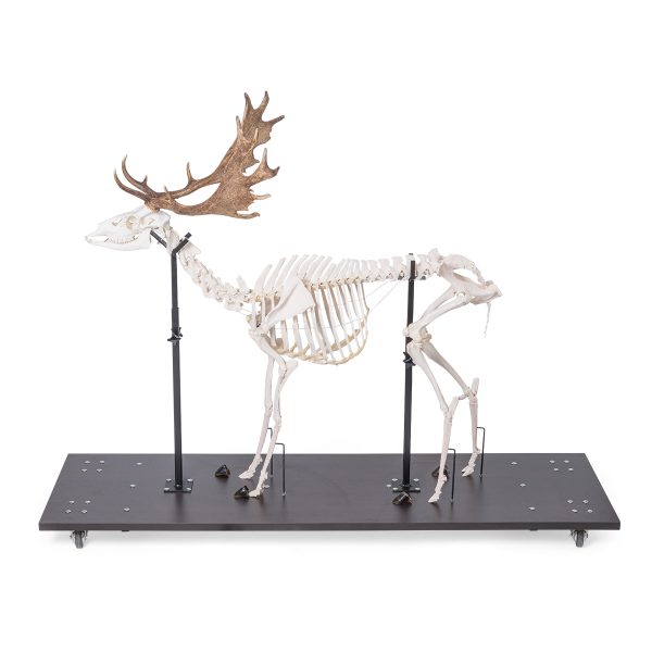 Fallow Deer Skeleton (Dama dama), male, articulated on base