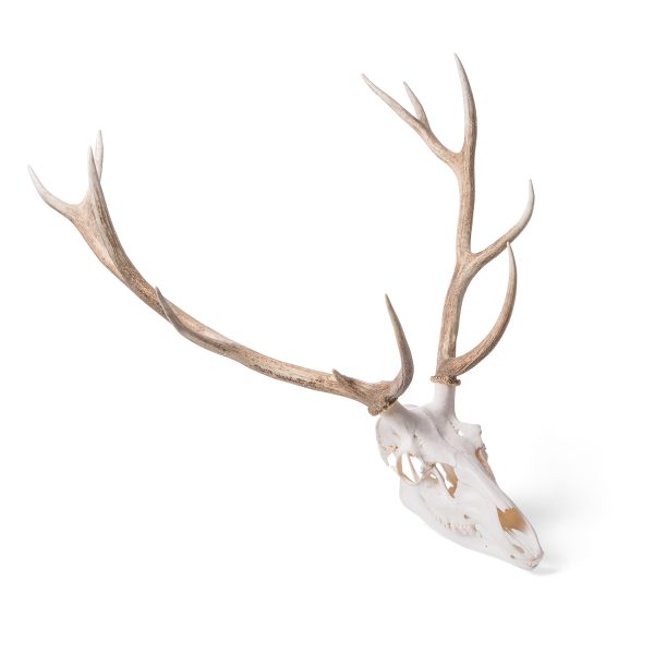 Red Deer skull (Cervus elaphus), male