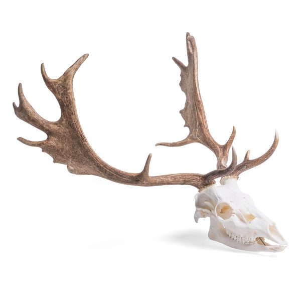 Fallow Deer skull (Dama dama), male