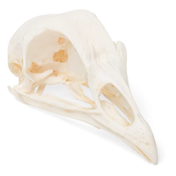 Chicken Skull (Gallus gallus domesticus), Specimen