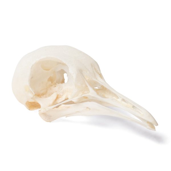 Pigeon Skull (Columba livia domestica), Specimen