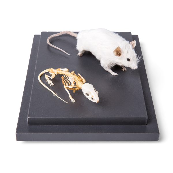 Mouse and Mouse Skeleton (Mus musculus) in Display Case, Specimens