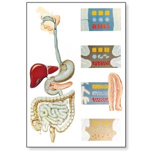 Digestive System