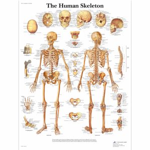 Skeletal System