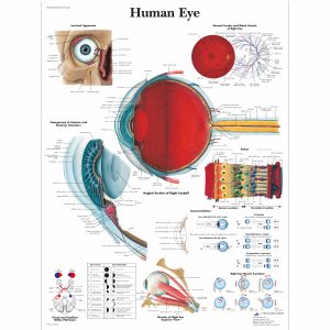 Ophthalmology