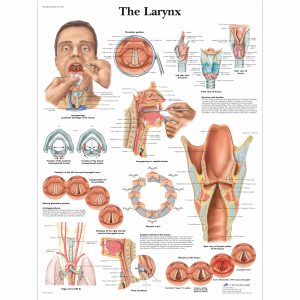 Speech Organ