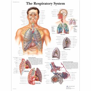 Respiratory System