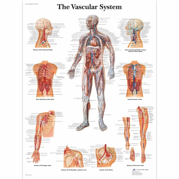 The Vascular System Chart