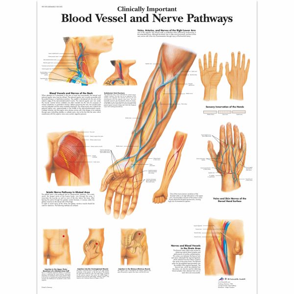 Clinically Important Blood Vessel and Nerve Pathways Chart