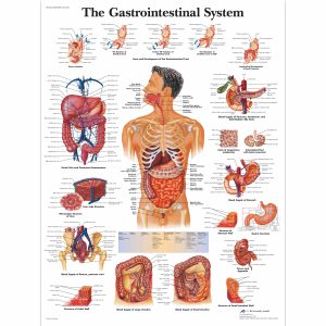 Anatomical Charts