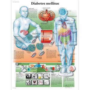 Metabollic System