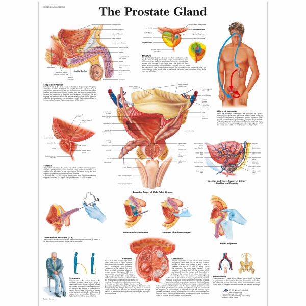 The Prostate Gland chart