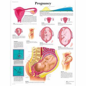 Pregnancy and Childbirth