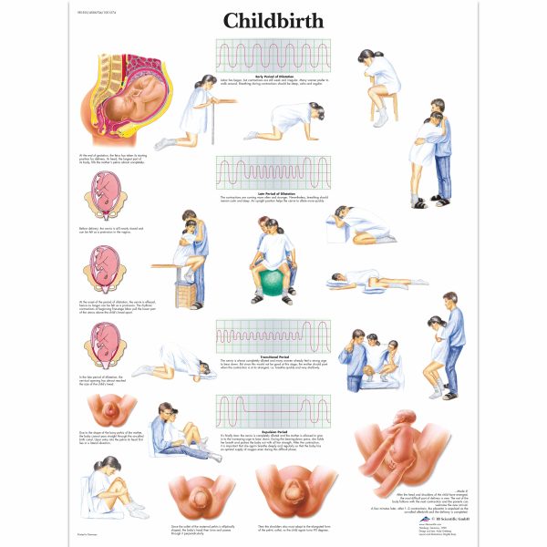 Breastfeeding Chart