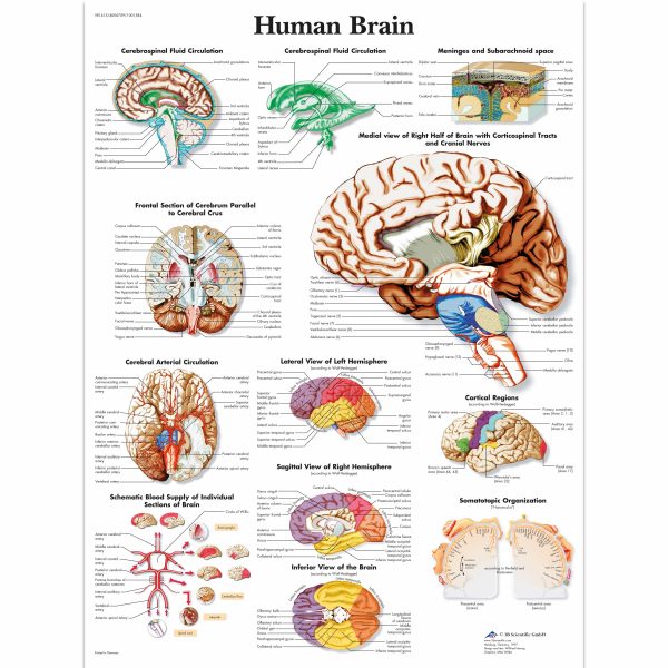 Human Brain Chart