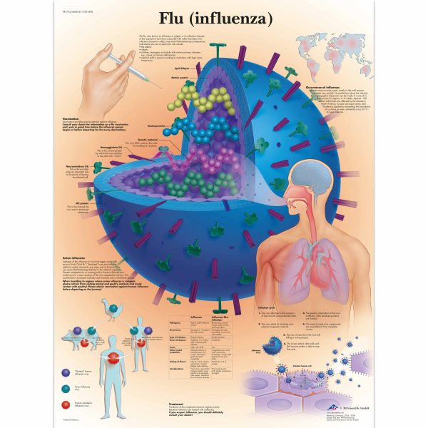 Flu (Influenza) Chart