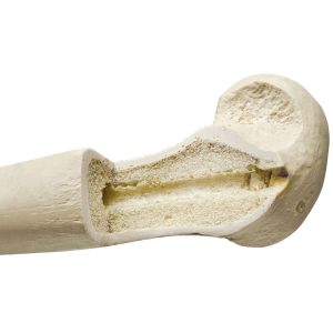 Orthopedic Workshop Bones