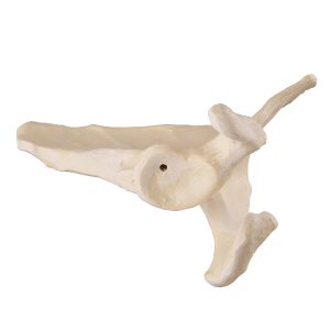 3B ORTHObones Premium