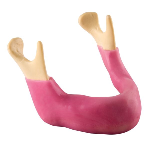 ORTHObones Premium Edentulous mandible with gum