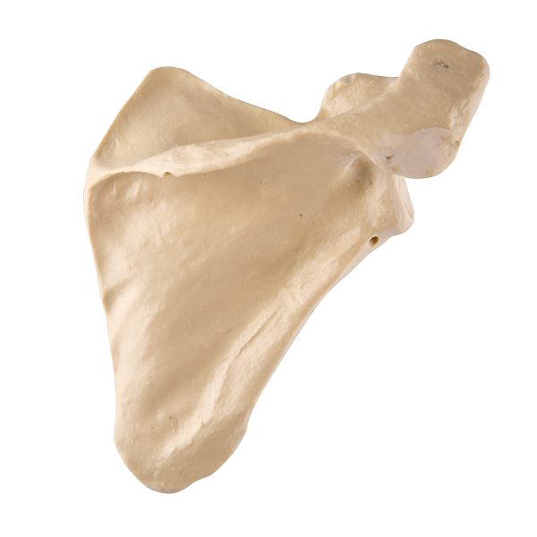 ORTHObones Premium Scapula - Right